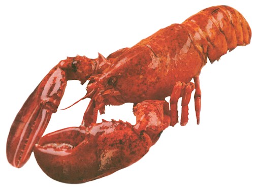 How to boil lobster
