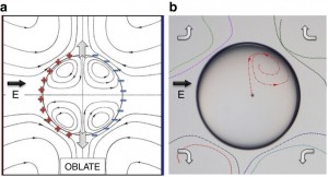 Hydrodynamic streamlines in Taylors electrohydrodynamic drop model.